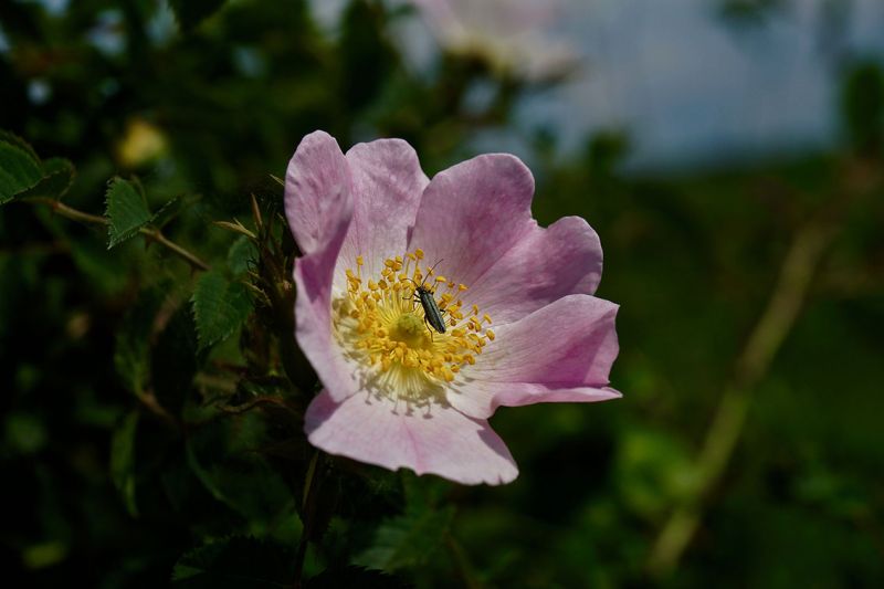 rosa con amico