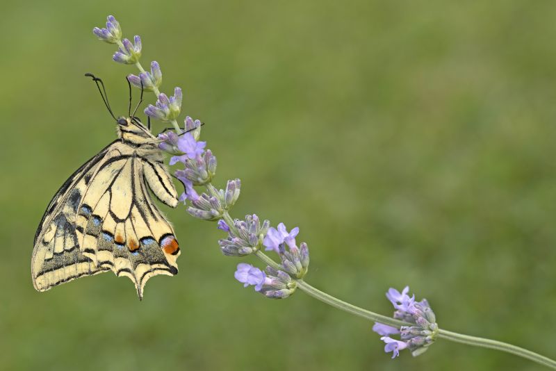 sul fior di lavanda