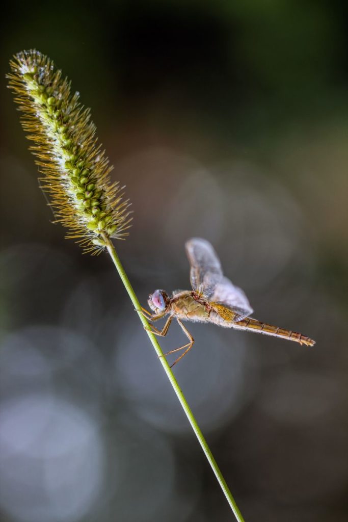 candida libellula