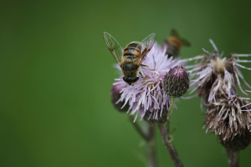 insetto su fiore