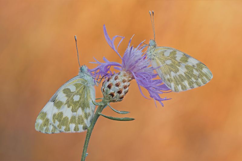 farfalle tra le luci dell'alba