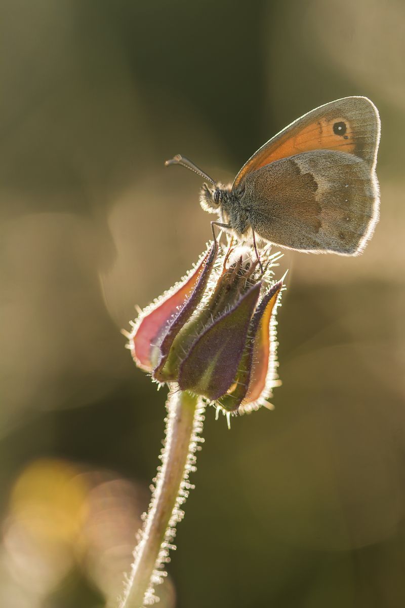 istanti di natura