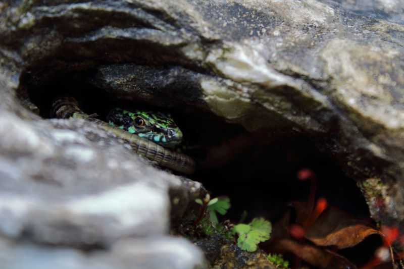 dragon of the microcosm (lucertola muraiola)