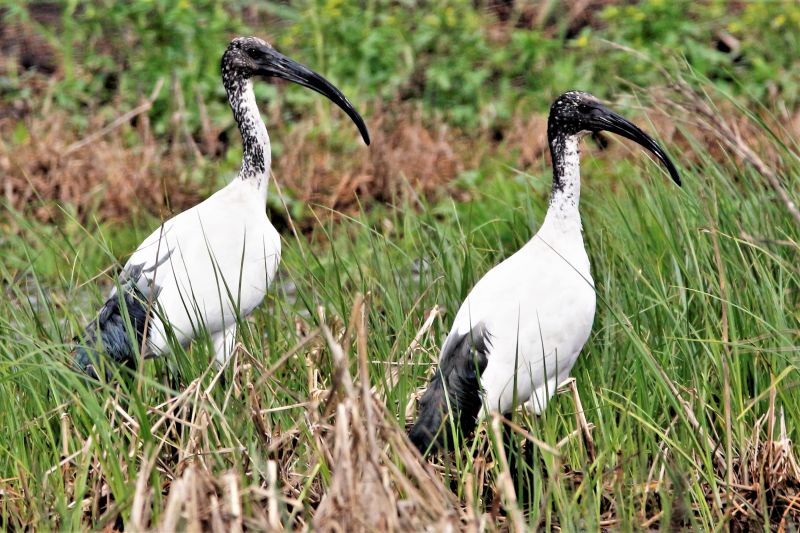 ibis sacri a massaciuccoli