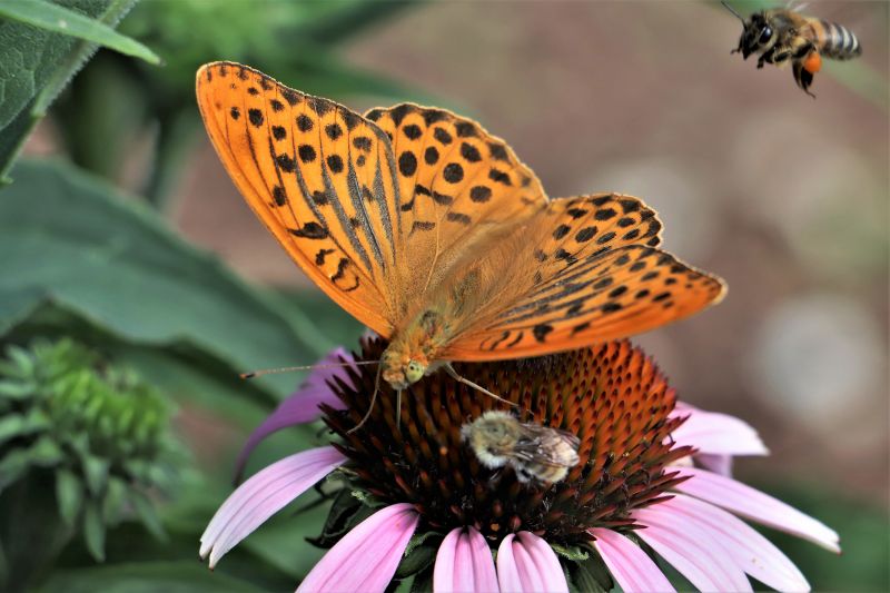 argynnis paphia ... con intruso