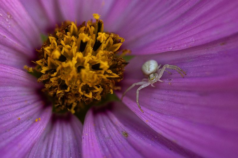 sfumature di giallo