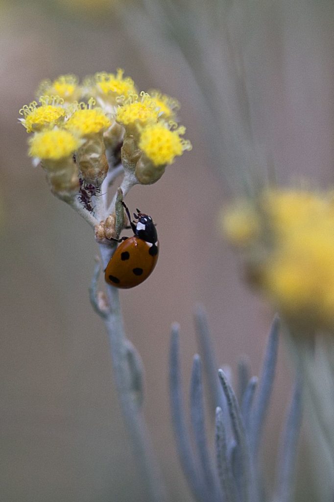 coccinella