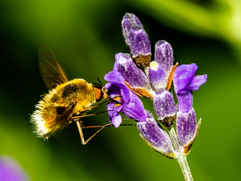 bombylia major su fiore di lavanda