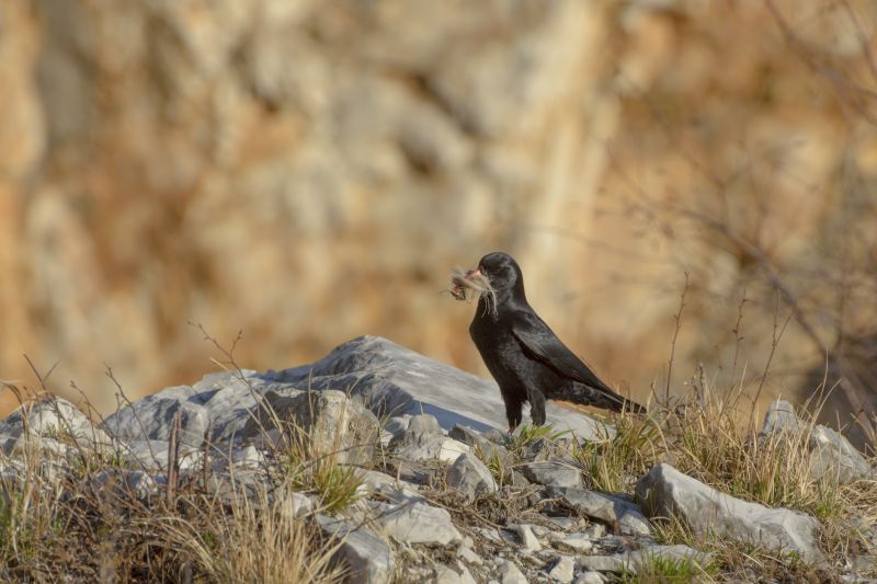 alla ricerca dei componenti per il nido (gracchio corallino)