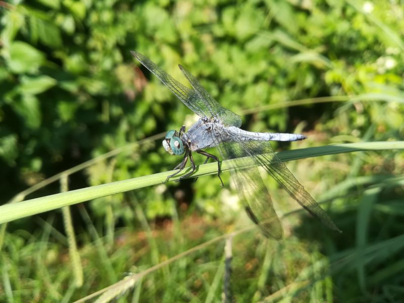 dragonfly