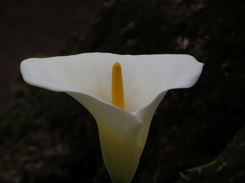 la calla