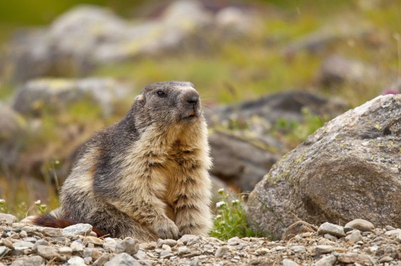 marmotta in abito semi invernale