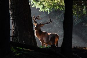 il re del bosco