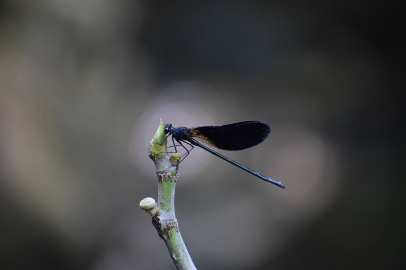 libellula su ramo