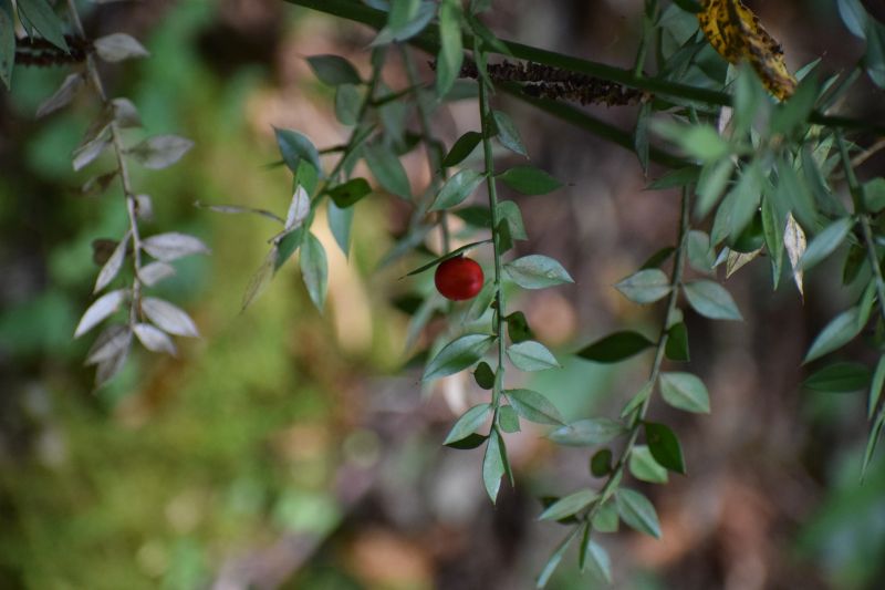 ruscus aculeatus