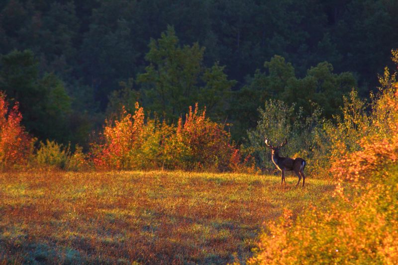 sunrise with fallow deer (daino)