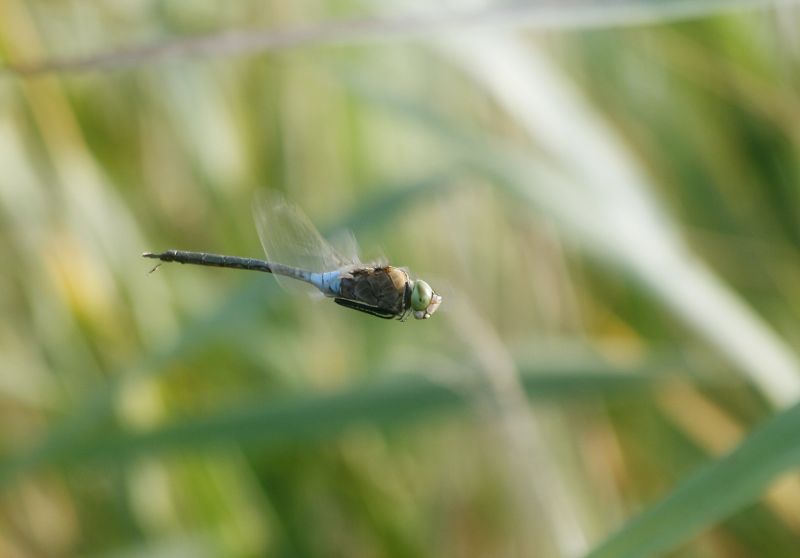 libellula nel volo