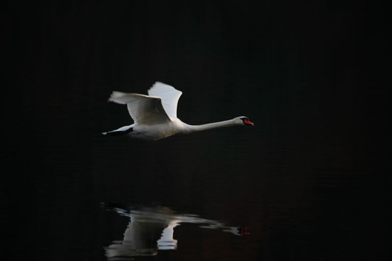 cigno in volo