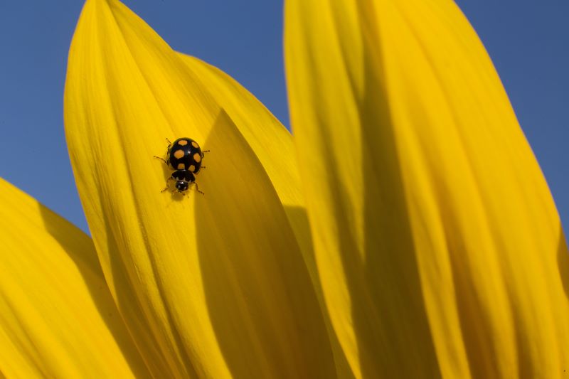 Yellow ladybug 1