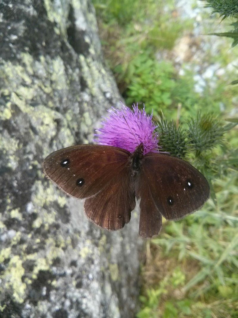 farfalla nera