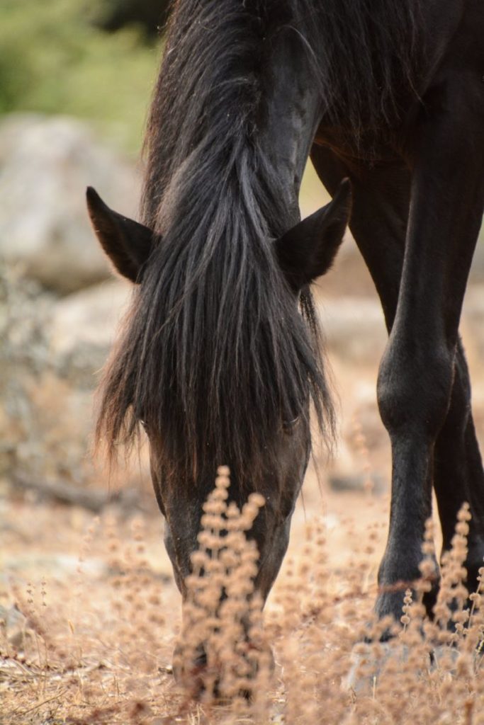 cavallino selvaggio della Giara (Sardegna)