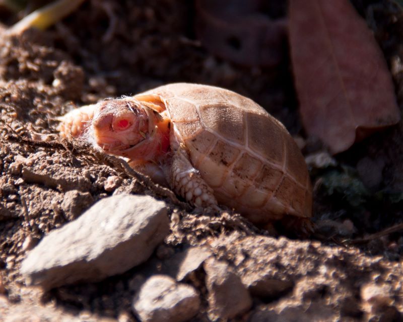 Tartaruga albina sarda nata da poco