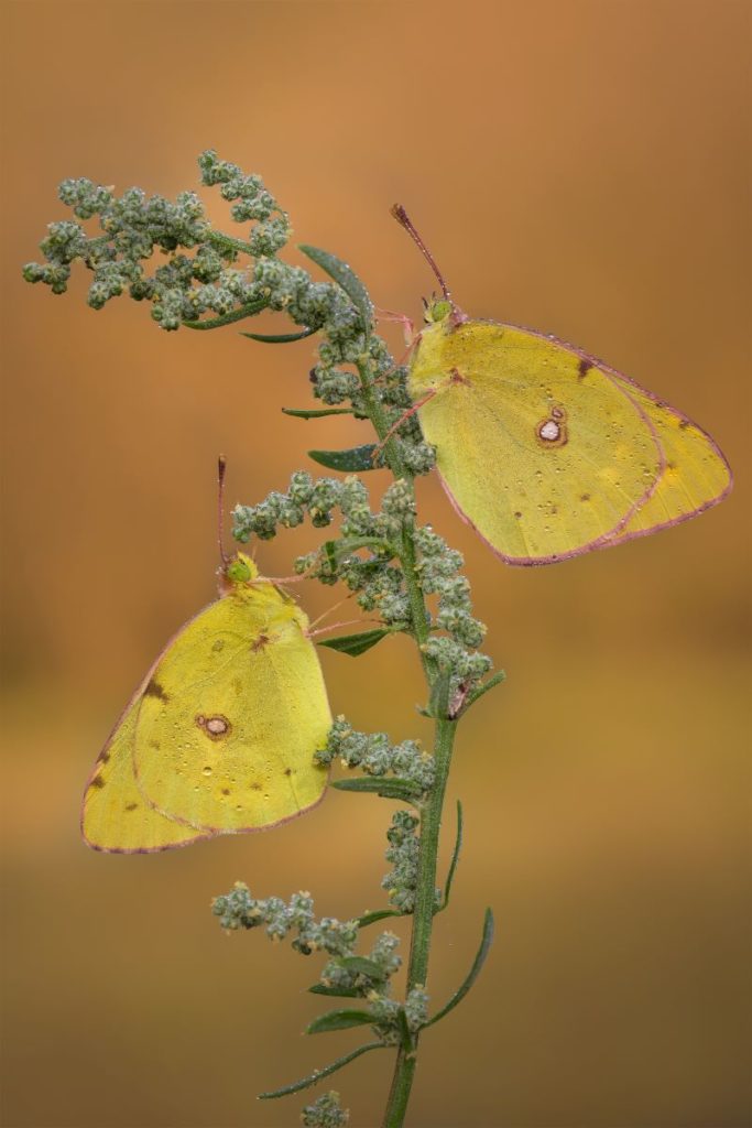 Coppia di Colias crocea in attesa dei primi raggi del sole