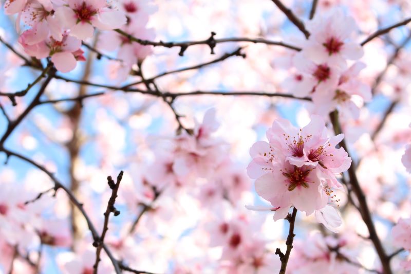 L'opulenza della Primavera