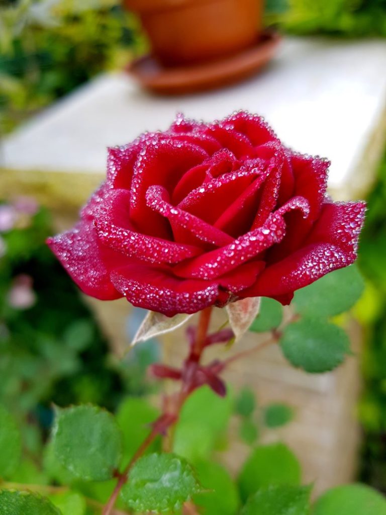 rosa ricoperta di rugiada