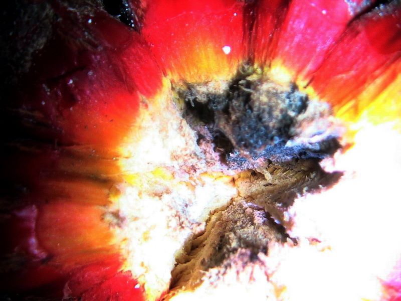 Esplosione di colori nel frutto del Pandanus Utilis