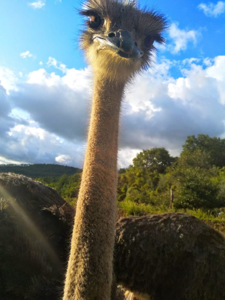 Ritratto di uno struzzo in campagna