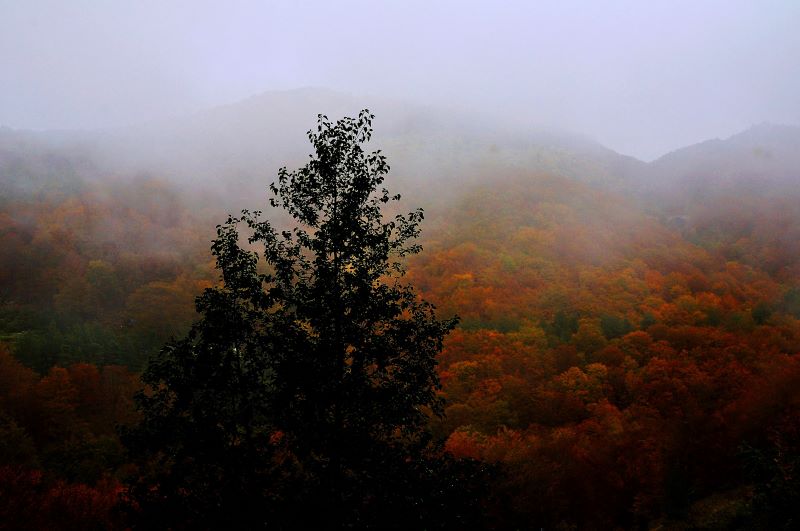 Bosco acquerello