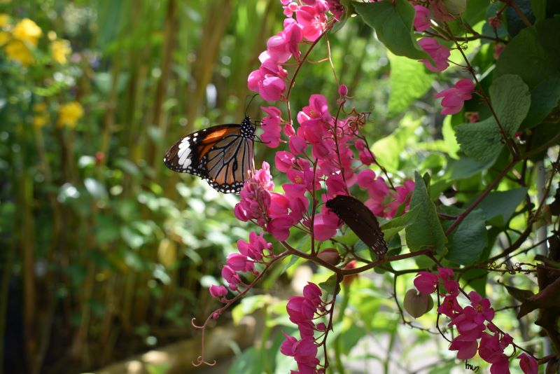 L'eleganza della natura