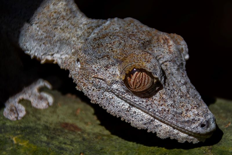 un piccolo geco si scalda al primo sole del mattino