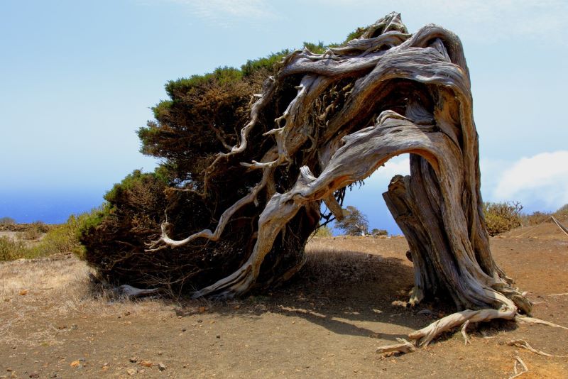 Albero piegato dal vento