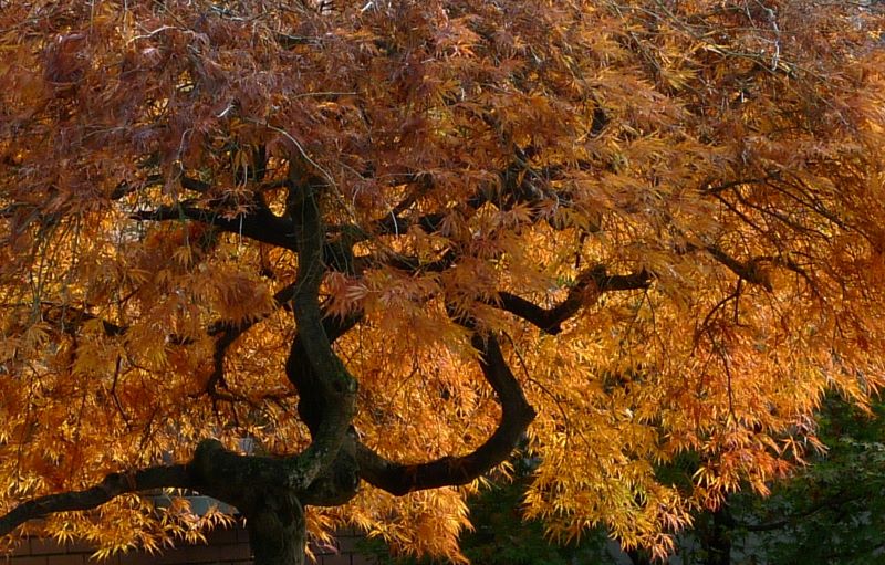 metamorfosi autunnale