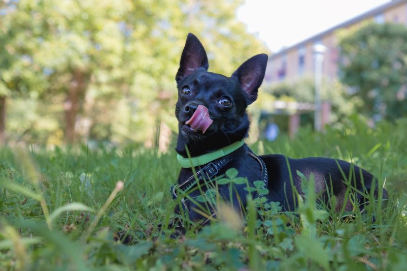 il mio cagnolino Toby al parco