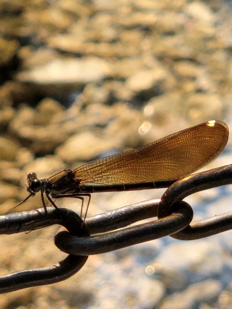 Libellula appoggiata ad una catena