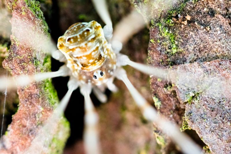 ragno molto piccolo in una corteccia di albero