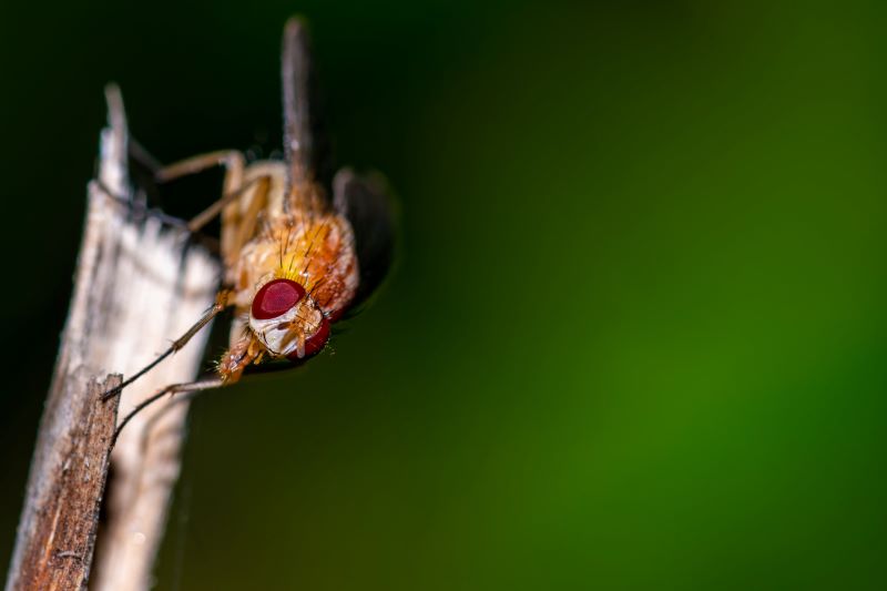 Mosca dagli occhi rossi appoggiata su uno stecco