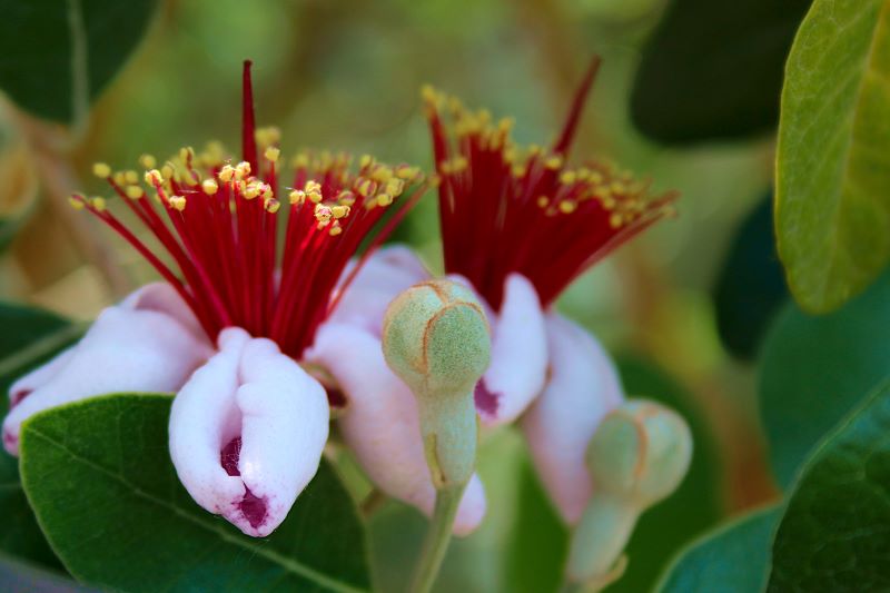 il fiore della Feijoa sellowiana