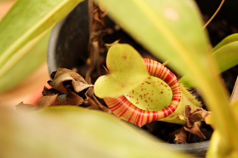 Nephentes Spathulata pianta carnivora tropicale