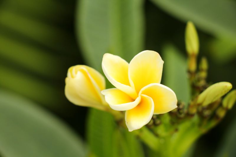 Frangipane-Plumeria