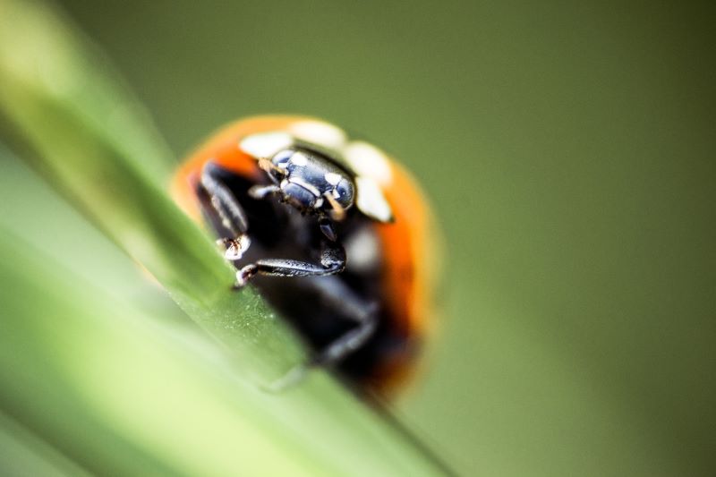 coccinella comune