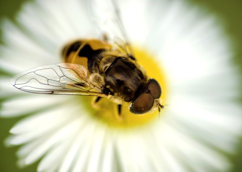 ape su fiore di margherita