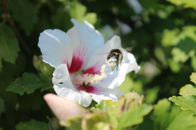Un'ape che si è ricoperta a sua volta di polline