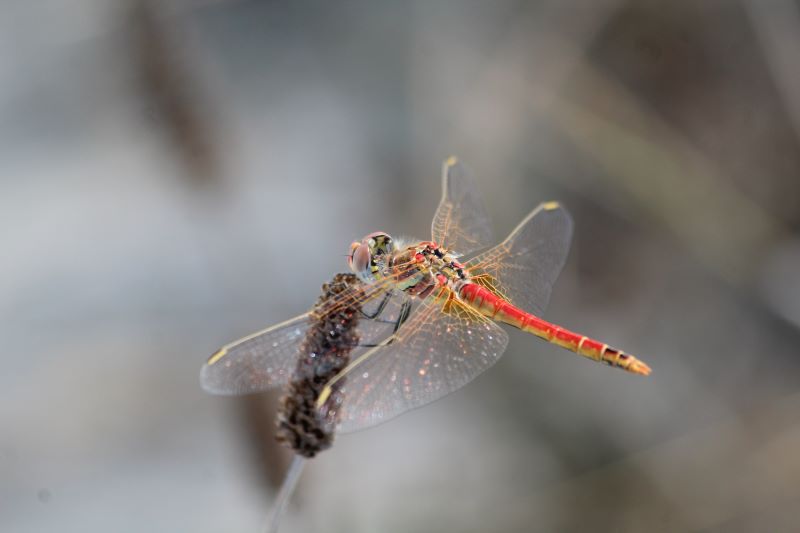 Una libellula brillantinosa