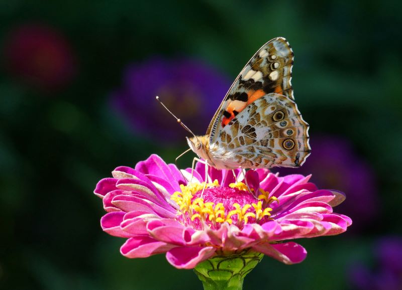 Vanessa del cardo su zinnia