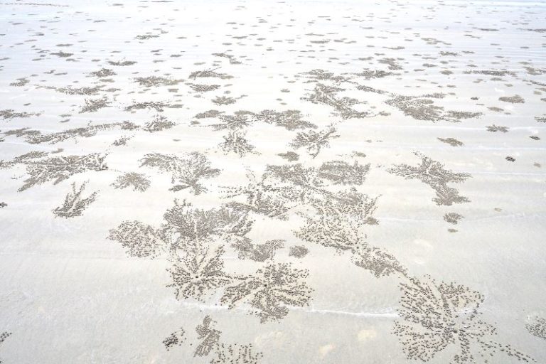 Fantasmi della spiaggia mangiano e creano con la sabbia