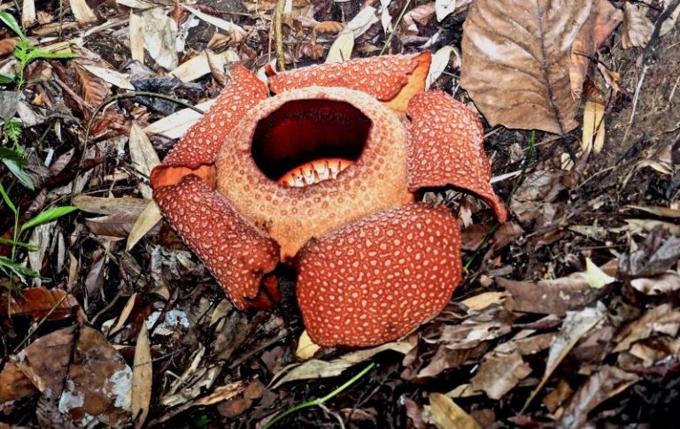 Il Fiore Parassita che puzza